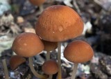 Marasmius cohaerens image