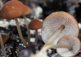 Marasmius cohaerens image