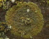 Melanelia sorediata image