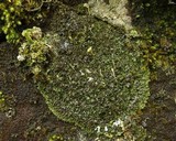 Phaeophyscia sciastra image