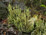 Cladonia subulata image
