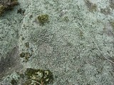Pilophorus cereolus image