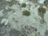 Pilophorus cereolus image