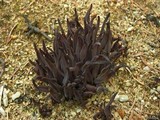 Alloclavaria purpurea image