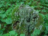 Cladonia sulphurina image