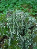 Cladonia sulphurina image