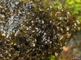 Peltigera gowardii image