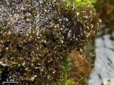 Peltigera gowardii image