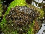Peltigera gowardii image