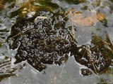 Peltigera gowardii image