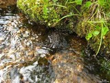 Peltigera gowardii image