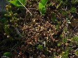 Cetraria subalpina image