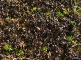 Cetraria subalpina image