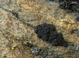 Lecanora pringlei image