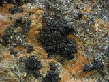 Lecanora pringlei image