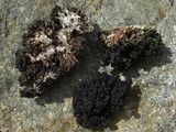Lecanora pringlei image