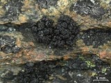 Lecanora pringlei image