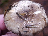 Russula sororia image