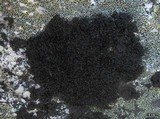 Cornicularia normoerica image