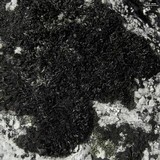 Cornicularia normoerica image