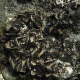 Umbilicaria virginis image