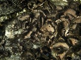 Umbilicaria virginis image