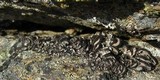 Umbilicaria virginis image