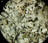 Xanthoparmelia viriduloumbrina image