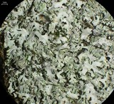 Phaeophyscia adiastola image