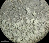 Ochrolechia arborea image