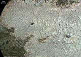 Ochrolechia arborea image