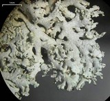Physcia subtilis image