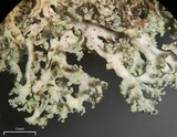 Physcia subtilis image