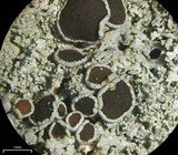 Physcia subtilis image