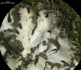Phaeophyscia adiastola image
