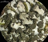 Phaeophyscia adiastola image