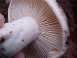 Russula sororia image