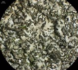 Phaeophyscia adiastola image