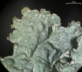 Punctelia perreticulata image