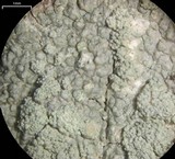 Ochrolechia androgyna image