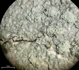 Ochrolechia androgyna image