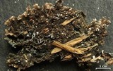 Punctelia bolliana image