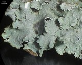 Punctelia bolliana image