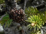 Cetraria sepincola image