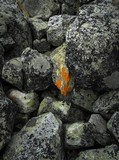 Caloplaca trachyphylla image