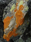 Caloplaca trachyphylla image