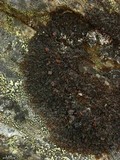 Melanelia hepatizon image