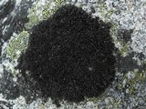 Cornicularia normoerica image