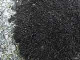 Cornicularia normoerica image