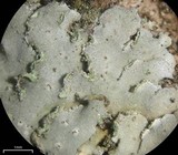 Physconia leucoleiptes image